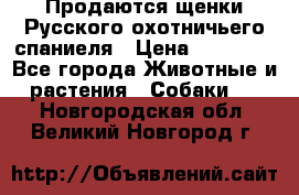 Продаются щенки Русского охотничьего спаниеля › Цена ­ 25 000 - Все города Животные и растения » Собаки   . Новгородская обл.,Великий Новгород г.